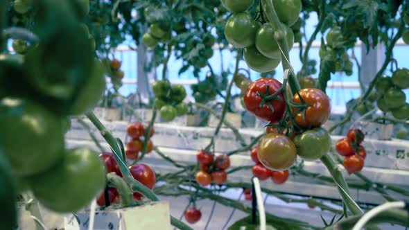 Agricultural Industry, Fresh Vegetables Concept. Red and Green Tomatoes Growing in Glasshouse