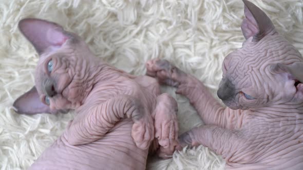 Two Kittens Canadian Sphynx Cat Breed Playing on White Background