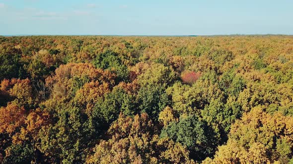 view of the tops of the trees of the autumn forest. Camera motion to left. Aerial landscape