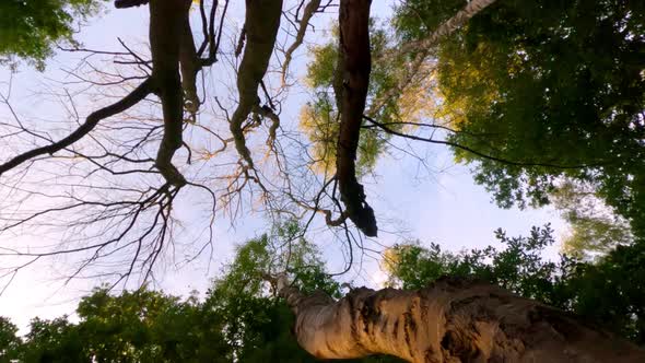 Detail of Tree Top of Nothofagus Woods