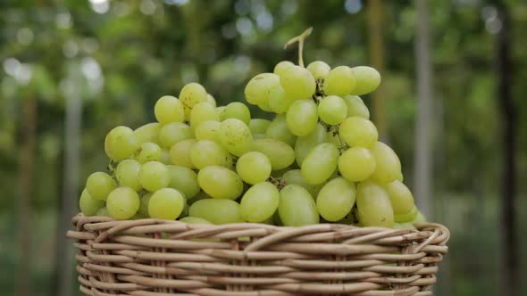Close-up of green grapes in a wooden basket. Organic grape farming concept.