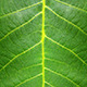 Green Leaf HQ Texture - 3DOcean Item for Sale