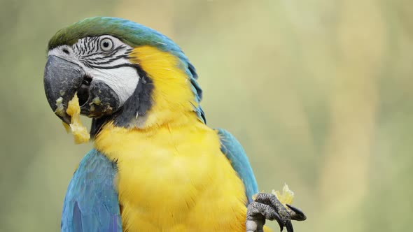 Close up of eating Ara Ararauna eating healthy fruits in natural lighting outdoors