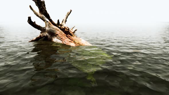 Dead Oak Tree in the Atlantic Ocean Water