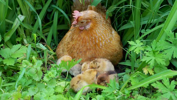 Chiken1Hen with chickens in a thicket of green grass.