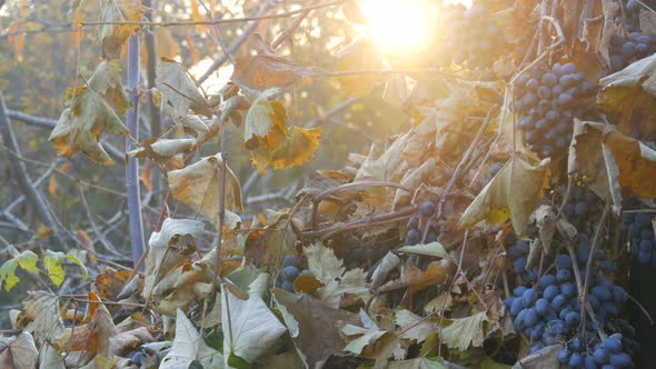 Bunches of Poured Ripe Blue Grapes in Autumn Autumn Harvest at the Farm