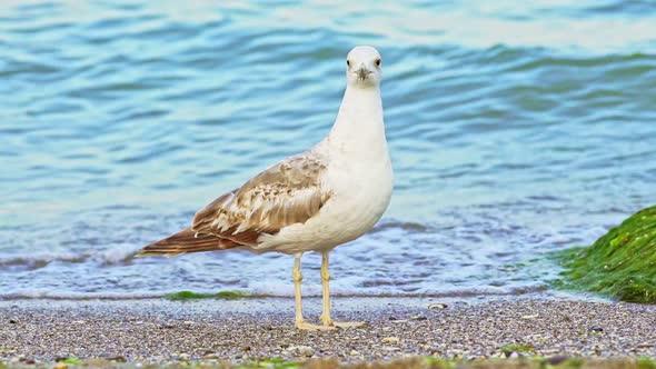 Seagull Portrait Against Sea Shore