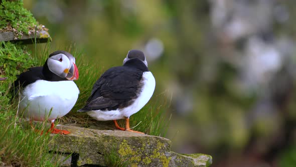 Wild Atlantic Puffin Seabird in the Auk Family in Iceland
