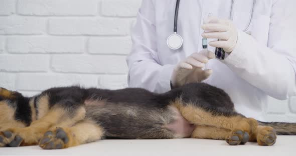 Qualified Doctor Giving Vaccine to German Shepherd Puppy