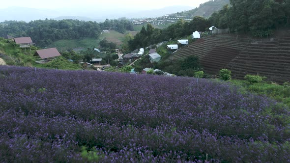 Forward Aerial of Flower Field Houses and Farms on Mountain Thailand