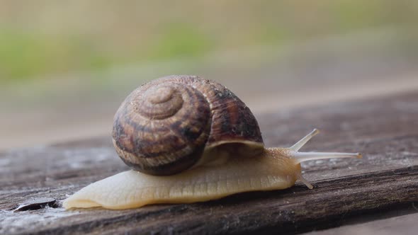 Garden Snail Crawling on a Wooden Surface