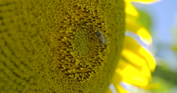 Little Bee On A Sunflower