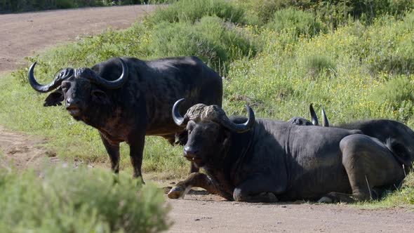 African Buffalos Relaxing At The Grassland In Kruger National Park, South Africa - close up