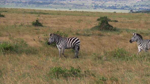 980433 Grant’s Zebra, equus burchelli boehmi, group running through Savannah, Masai Mara Park in Ken