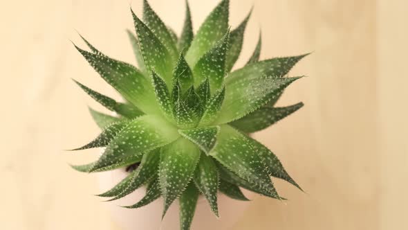 Indoor houseplant succulent