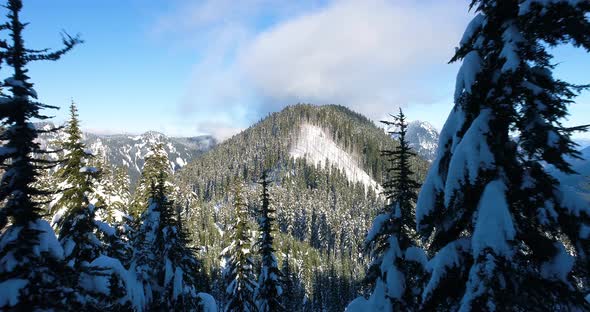 Flying Drone Through Snowy Trees Revealing Beautiful Forest Environment In Large Mountain Range