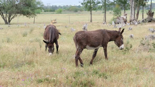 brown donkey or horse grazing in a meadow in soft light