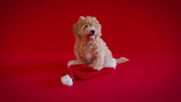 Little Puppy Playing with a Santa's Hat on Red Background