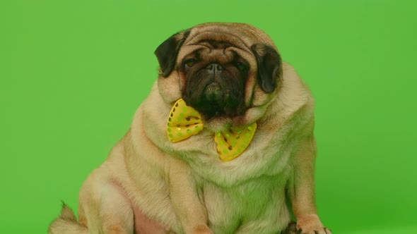 Beige Fat Pug with Yellow Bow Tie on Green Background