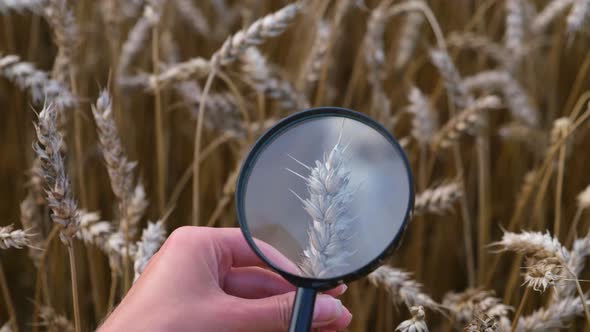 An Expert Uses a Magnifying Glass to Check the Ears of Wheat for Pests