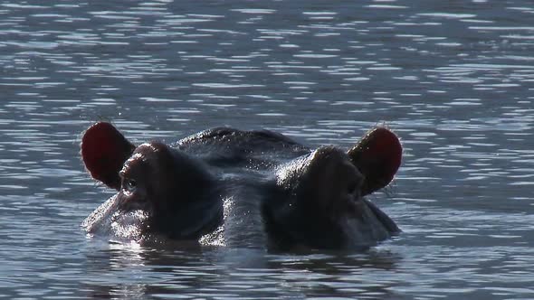 Hippopotamus with head just above water looking at camera, and blowing nose,