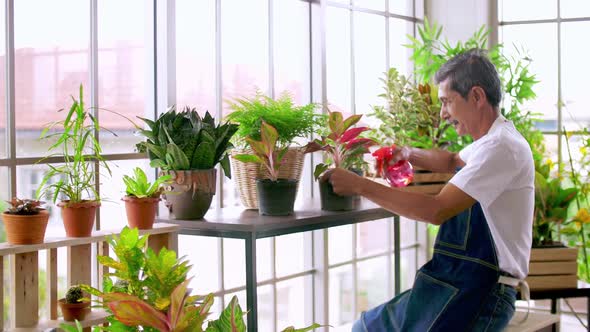 Happy senior gardener man taking care of his plants in greenhouse.