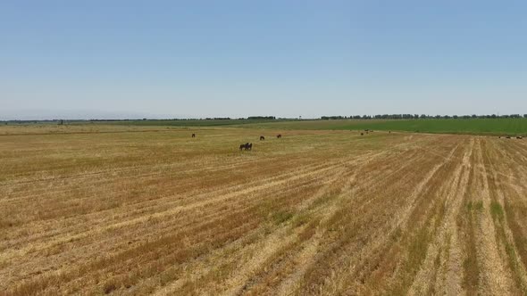 cow and horse graze in the field