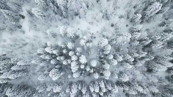 Directly Above View of Snow Trees