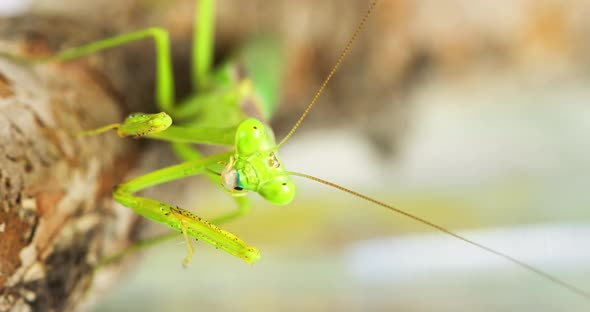 Macro Praying Mantis Eating A Cricket