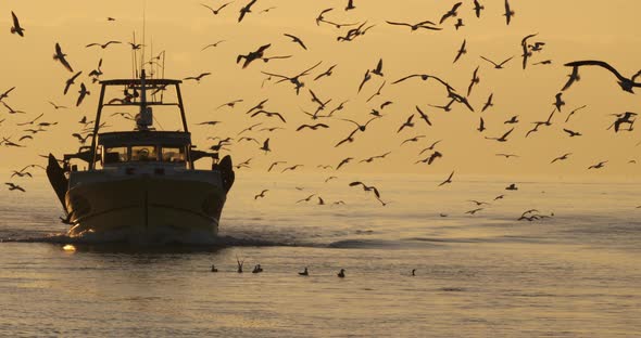 fishing boat coming back to the harbour at sunset, France