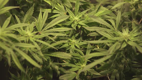 Grow Weed Indoor. Beginning of the Flowering Period Hemp. Top View Flower Macro Shot of a Marijuana