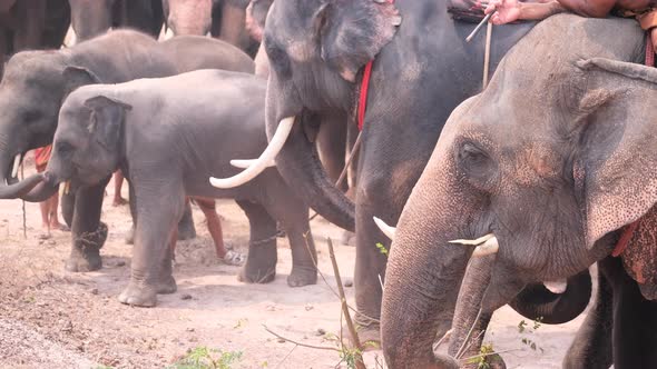 Group of elephant with mahout stand in the row together and look relax waiting for some event