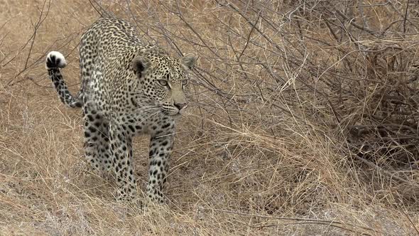 A young leopard slinks forward as he intently watches something in the distance.