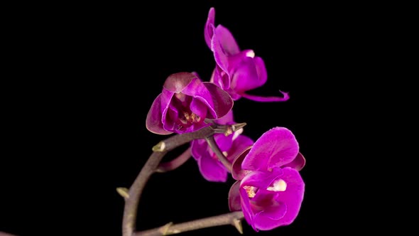 Blooming Purple Orchid Phalaenopsis Flower