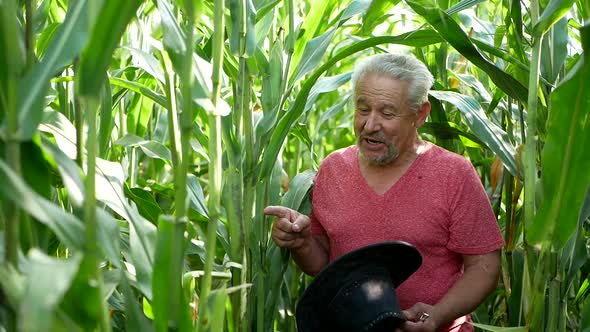 Farmer inspecting corn cob at his field