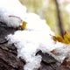First Autumn Snowfall - VideoHive Item for Sale