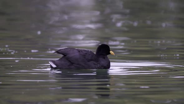 Close up of a red-gartered coot waving its black wings in the air while swimming on a lake. Slow mot