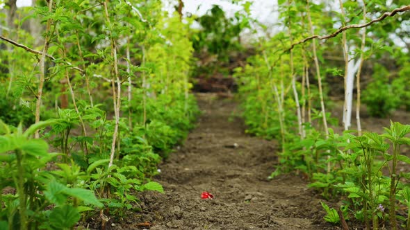 Strawberry Plantation. Blooming Strawberries. Bushes Of Growing Strawberries.