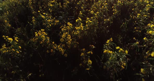 Aerial reveal starting out looking straight down at a copse of black eyed susans and camera tilting