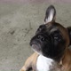 French Bulldog puppy jumps for a treat - VideoHive Item for Sale