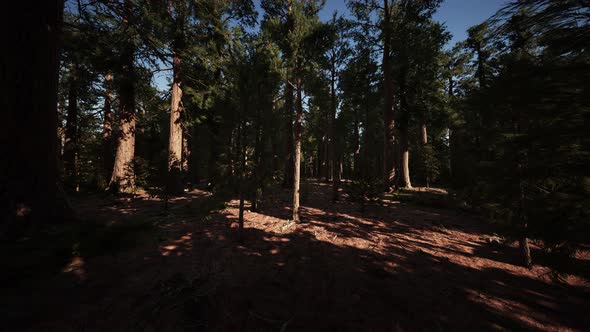 Giant Sequoias Trees or Sierran Redwood Growing in the Forest