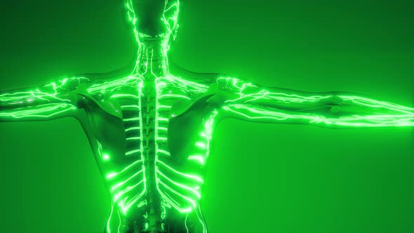 Blood Vessels of Human Body alt