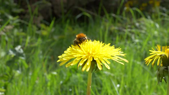 Common Carder Bee On Yellow Dandelion Flower Growing In The Field. - close up