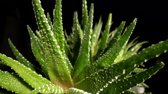 Camera Pans Over Green Succulent Leaves on an Isolated Black Background