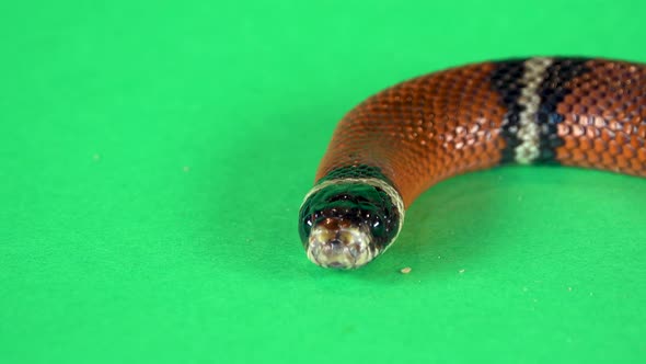 Sinaloan Milk Snake, Lampropeltis Triangulum Sinaloae, in Front on a Green Background Screen. Close