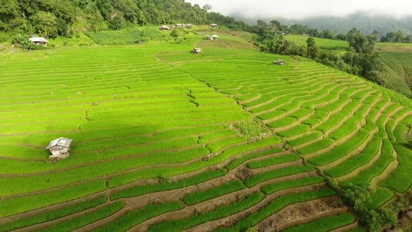 Rice field terrace on mountain agriculture land.