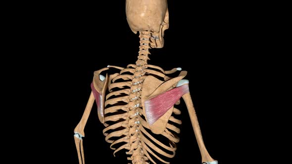 Infraspinatus Muscles On Skeleton