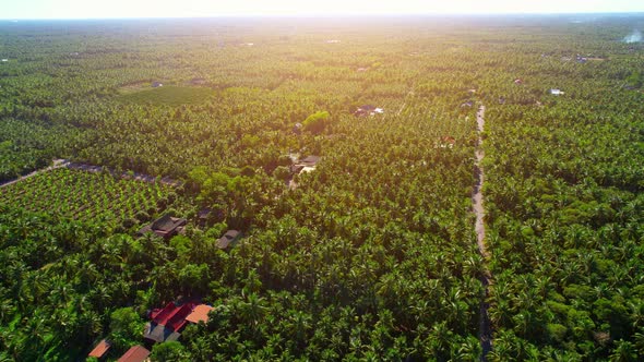 Aerial view over coconut groves at Amphawa, Samut Songkhram Province