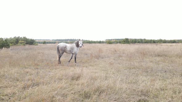 Lonely Horse in the Field During the Day