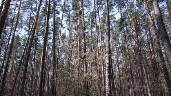 Trees in a Pine Forest During the Day Aerial View